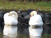 Natur pur mit dem Schwan