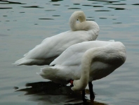 Natur pur mit dem Schwan