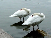 Natur pur mit dem Schwan