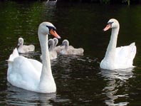 Natur pur mit dem Schwan