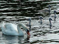 Natur pur mit dem Schwan