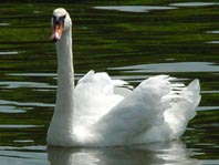 Natur pur mit dem Schwan