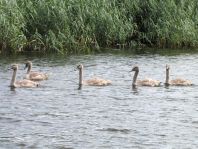 Natur pur mit dem Schwan