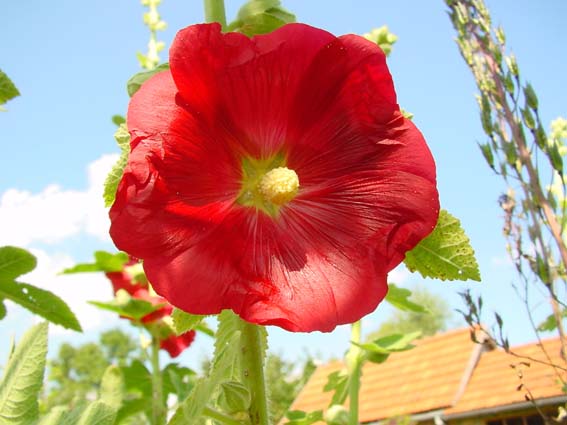 Sommer 2004