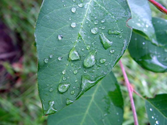 Sommer 2004