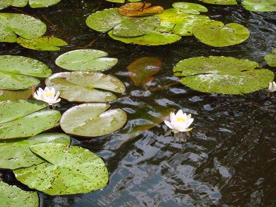 Weiße Seerose