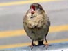 Passer domesticus, Haussperling