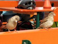 Passer domesticus, Haussperling