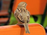 Passer domesticus, Haussperling