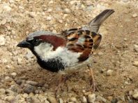 Passer domesticus, Haussperling