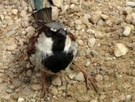 Passer domesticus, Haussperling