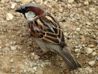 Passer domesticus, Haussperling