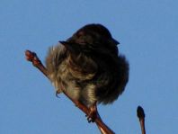 Passer domesticus, Haussperling