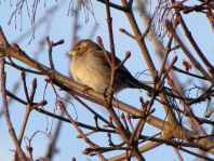 Passer domesticus, Haussperling
