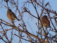 Passer domesticus, Haussperling