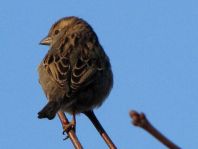Passer domesticus, Haussperling