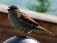 Passer domesticus, Haussperling