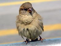 Passer domesticus, Haussperling