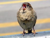 Passer domesticus, Haussperling