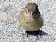 Passer domesticus, Haussperling