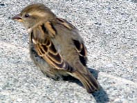 Passer domesticus, Haussperling