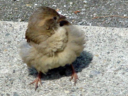 Passer domesticus, Haussperling