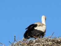 Storch