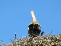 Storch
