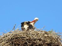 Storch
