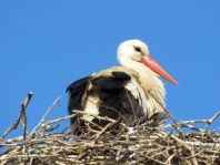 Storch