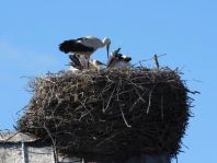 Storch