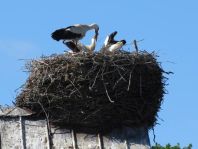 Storch