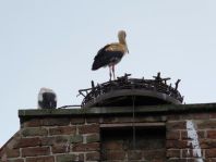 Storch