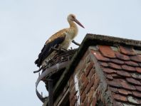 Storch