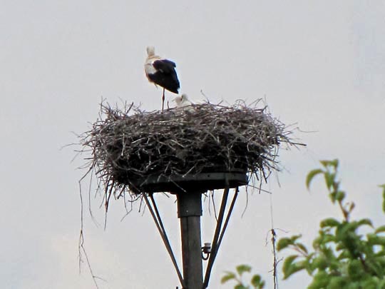 Storch im Flug