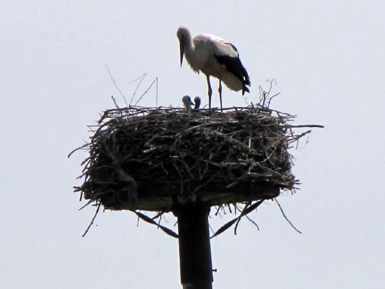 Storch im Flug