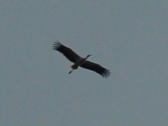 Storch im Flug