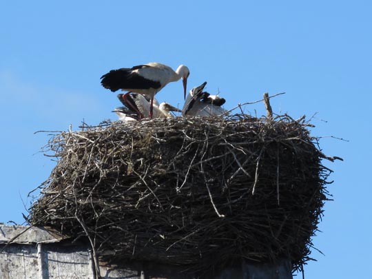 Storch im Flug