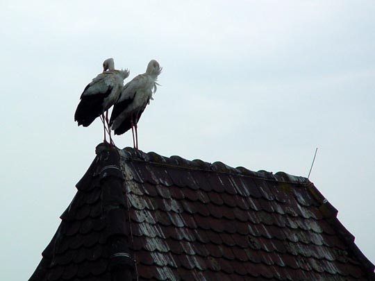 Storch in Breisach