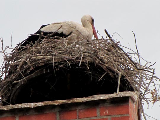 Storch im Flug