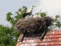 Storch