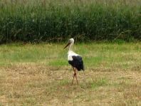 Storch