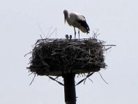 Storch