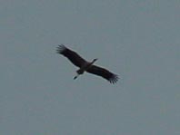 Storch im Flug