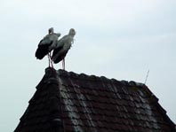 Storch in Breisach