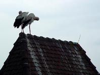 Storch in Breisach