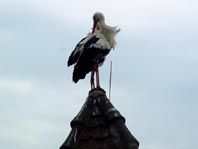Stoch in Breisach