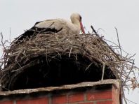 Storch