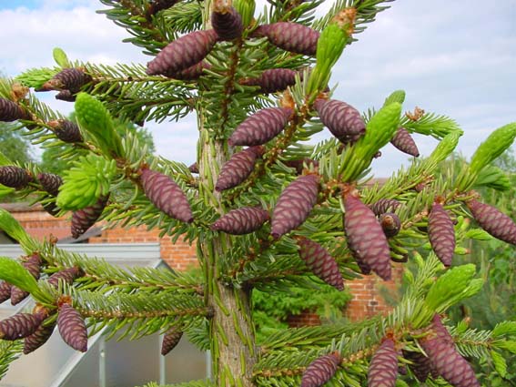Rote Zapfen