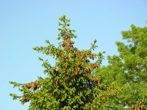 Nadelbaum
